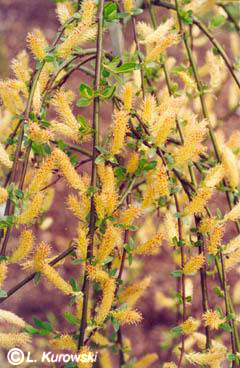 Salix cottetii