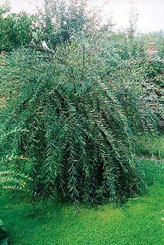 Salix purpurea 'Pendula'
