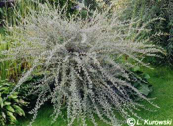 Salix repens var. nitida (var. argentea)