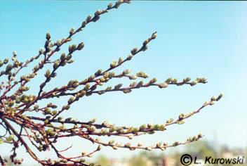 Salix x finmarchica