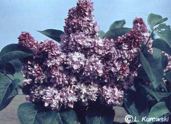 Lilac, 'Katherine Havemeyer' Common lilac