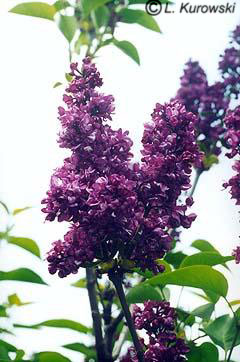 Lilac, 'Charles Joly' Common lilac