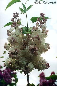 Lilac, 'Krasawica Moskwy' Common lilac
