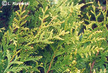 Thuja occidentalis 'Aureospicata'