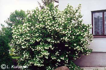 Cranberrybush, 'Roseum' ('Sterile') European cranberrybush