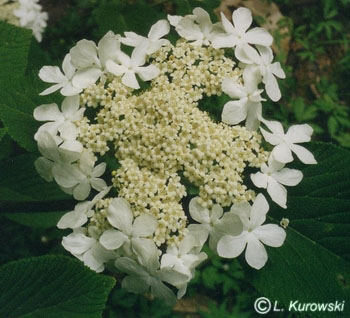 Viburnum plicatum 'St. Keverne'